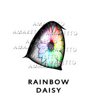 Rainbow Daisy