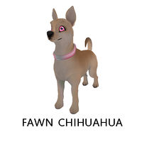 Fawn Chihuahua