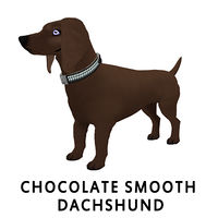 Chocolate Smooth Dachshund