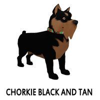 Chorkie Black and Tan