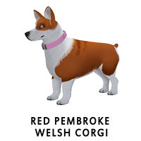 Red Pembroke Welsh Corgi