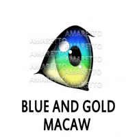 Blue & Gold Macaw