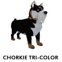 Chorkie Tri-Color