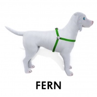 Fern