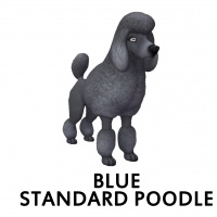 Blue Standard Poodle