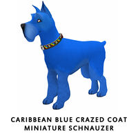 Caribbean Blue Crazed Coat Miniature Schnauzer