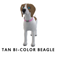 Tan Bi-Color Beagle