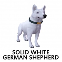 Solid White German Shepherd