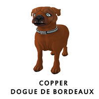 Copper Dogue de Bordeaux