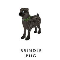 Brindle Pug