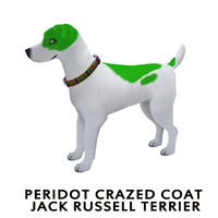 Peridot Crazed Coat Jack Russell Terrier