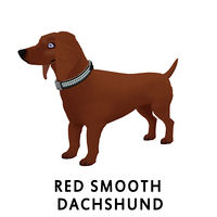 Red Smooth Dachshund