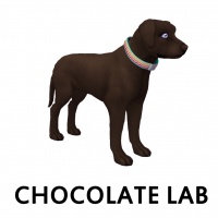 Chocolate Lab