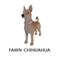 Fawn Chihuahua.jpg