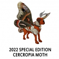 2022 Special Edition - Cercropia Moth