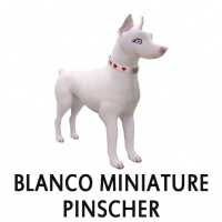 Blanco Miniature Pinscher