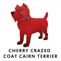 Cherry Crazed Coat Cairn Terrier