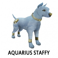 Aquarius Staffy