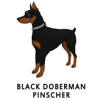 Black Doberman Pinscher