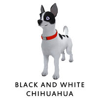 Black and White Chihuahua