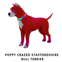 Poppy Crazed Staffordshire Bull Terrier