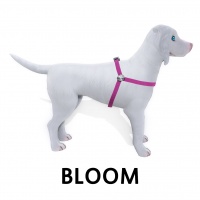 Bloom