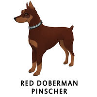 Red Doberman Pinscher