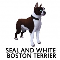 Seal and White Boston Terrier