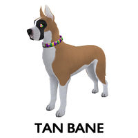 Tan Bane