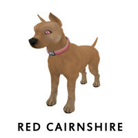 Red Cairnshires