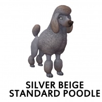 Silver Beige Standard Poodle