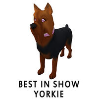 Best in Show Yorkie