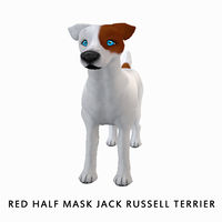 Red Half Mask Jack Russell Terrier