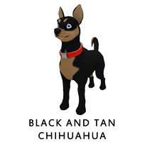 Black and Tan Chihuahua