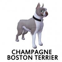 Champagne Boston Terrier