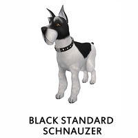 Black Standard Schnauzer