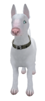 Blanco English Bull Terrier