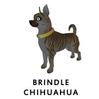 Brindle Chihuahua