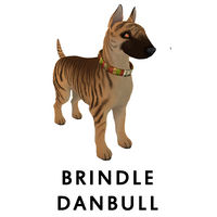 Brindle Danbull