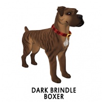 Dark Brindle Boxer