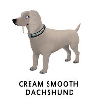 Cream Smooth Dachshund