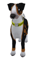 English Bull Terrier Mutt