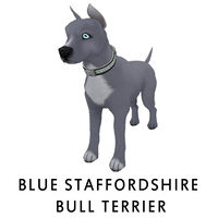 Blue Staffordshire Bull Terrier