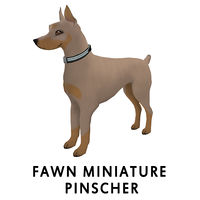 Fawn Miniature Pinscher