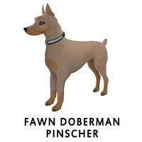 Fawn Doberman Pinscher