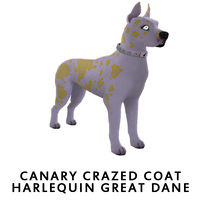 Canary Crazed Coat Harlequin Great Dane