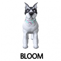 Bloom