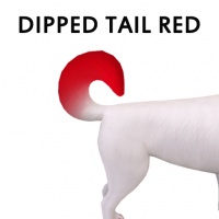 Dipped Tail Red