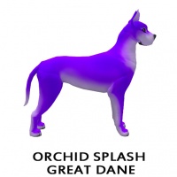 Orchid Splash Great Dane