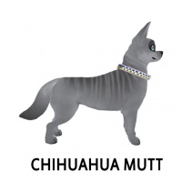 Chihuahua Mutt